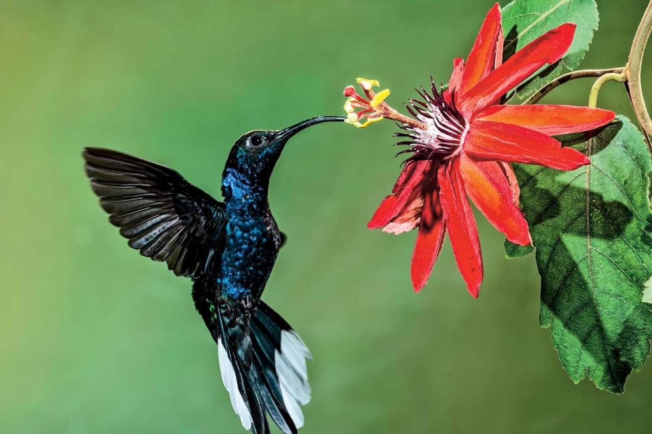 Koliber i kwiat puzzle online