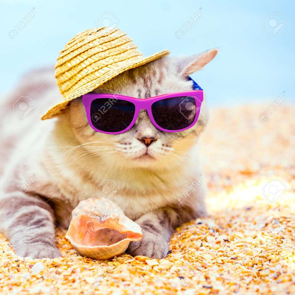 Kotek biorąc słońce na plaży puzzle online
