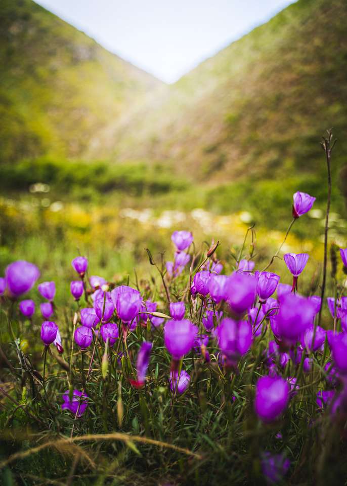 Purpurowe kwiaty w wysokich skalistych górach puzzle online