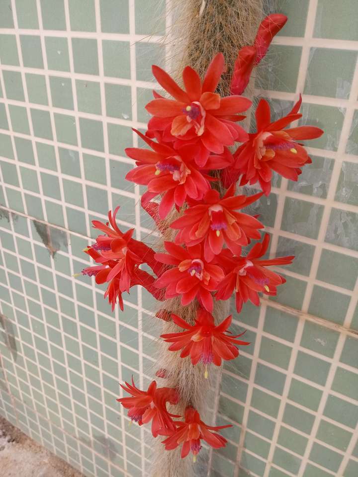 Kaktus z kwiatami puzzle online