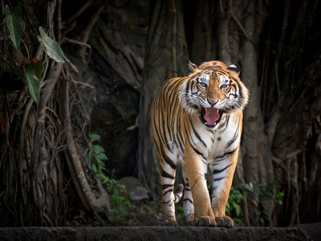 Sumatran Tiger stojący w leśnej atmosferze. puzzle online
