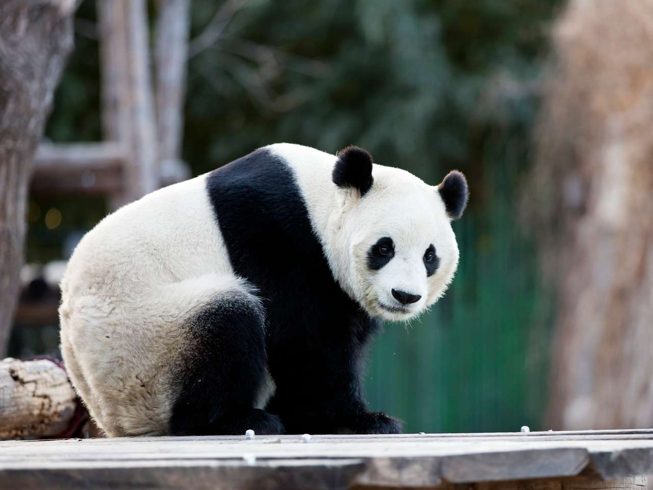 Gigantyczna panda w zoo puzzle online