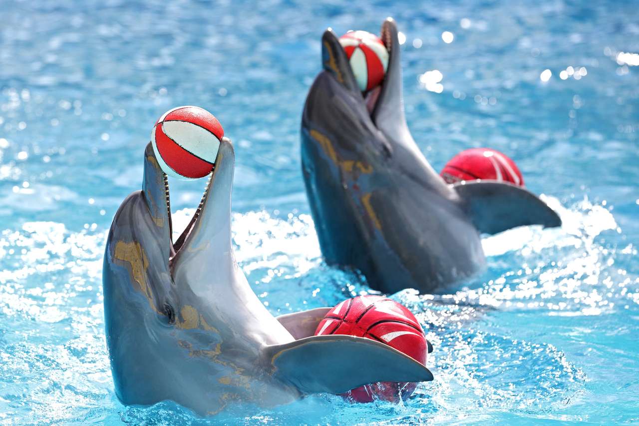 Delfiny bawiące się kulkami w basenie puzzle online