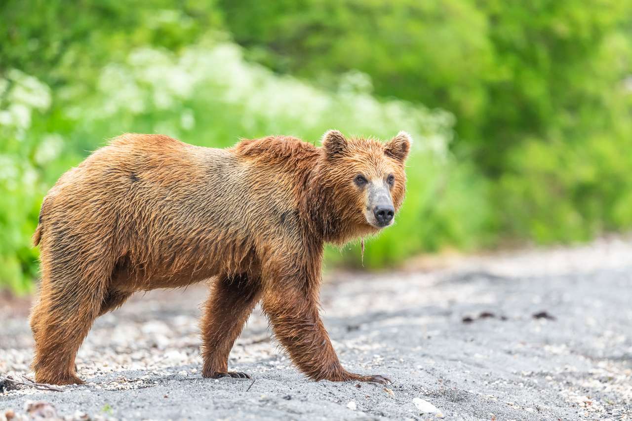 Rządząc krajobrazem, brązowymi niedźwiedziami Kamczatki (Ursus Arctos Bergeianius) puzzle online