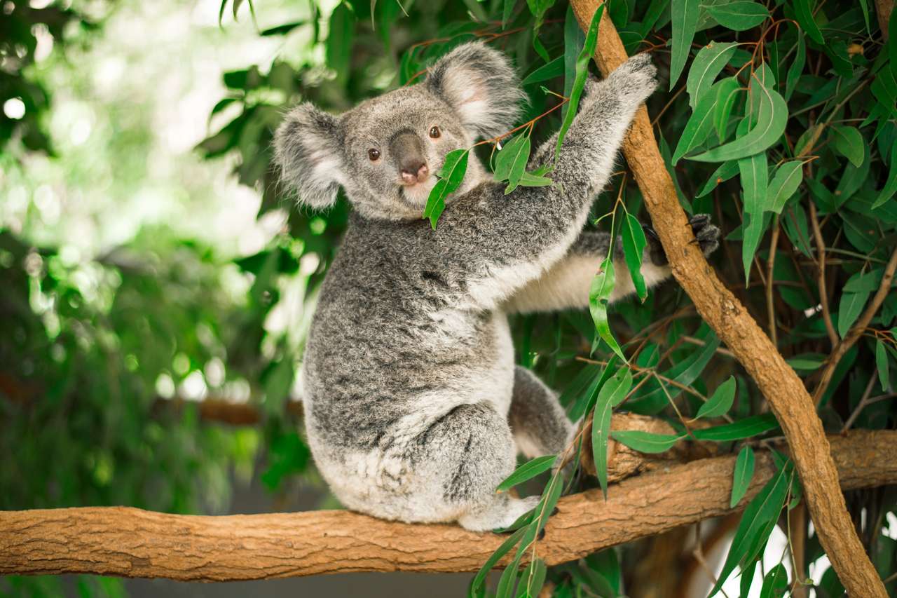 Australijska Koala na zewnątrz w drzewie eukaliptusowym. puzzle online