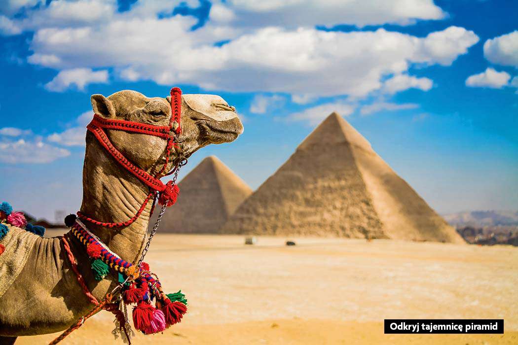 Wielbłąd w Egipcie puzzle online