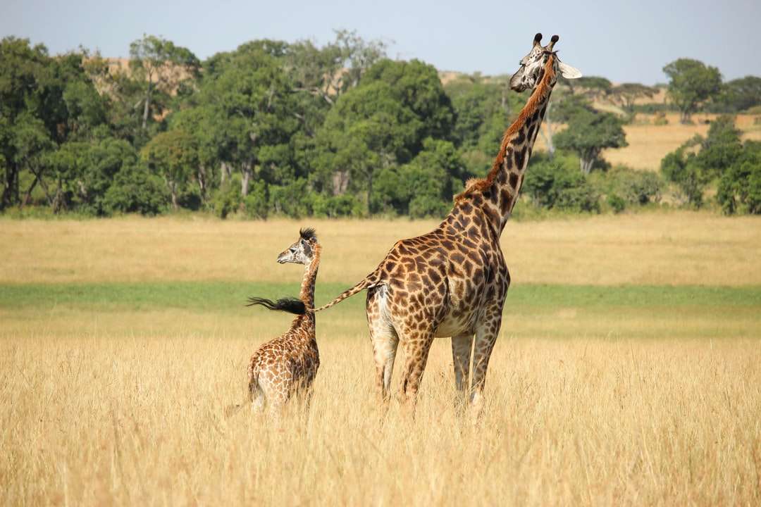 Żyrafa z młodym wypasem na polu puzzle online