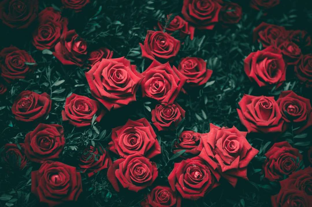Czerwona róża kwiaty puzzle online