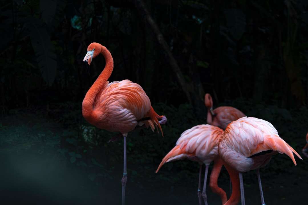 Różowe flamingi na wodzie w ciągu dnia puzzle online