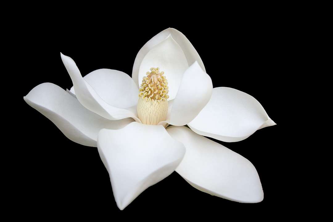 Zbliżenie fotografia biały płatek kwiatu puzzle online