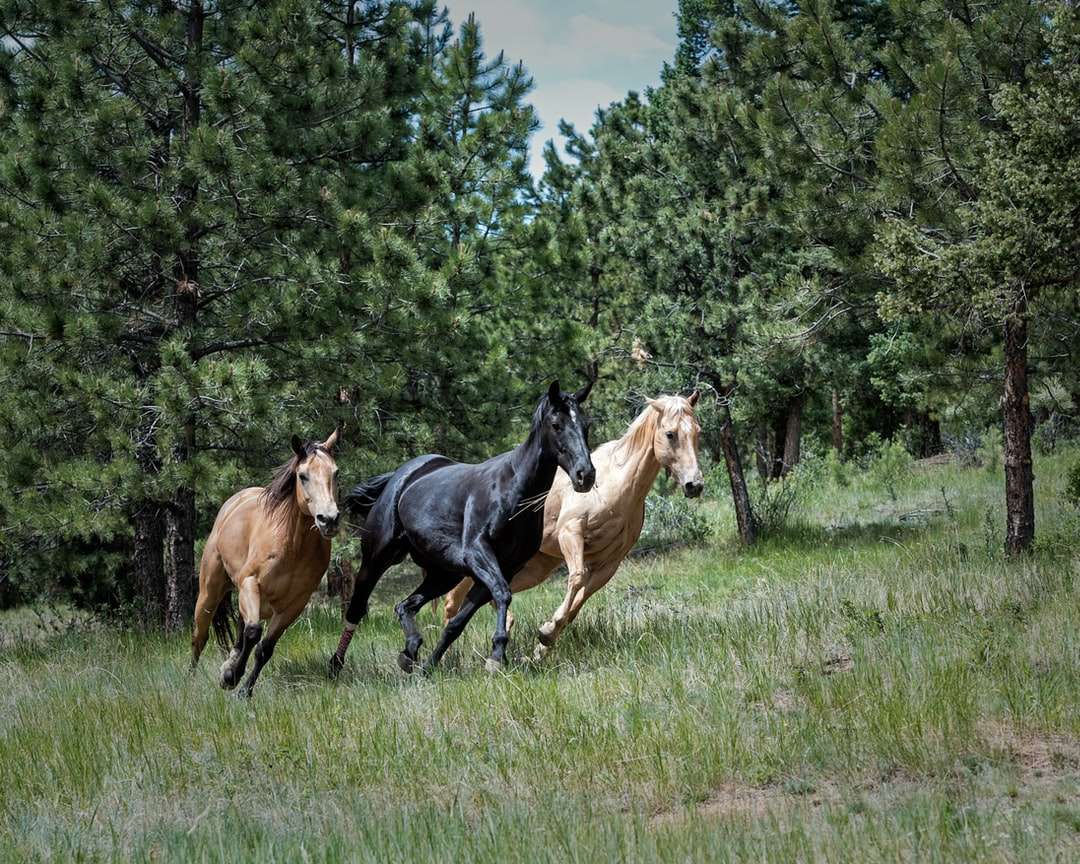 Dwa brązowy i jeden czarny koń na zielonej trawie puzzle online