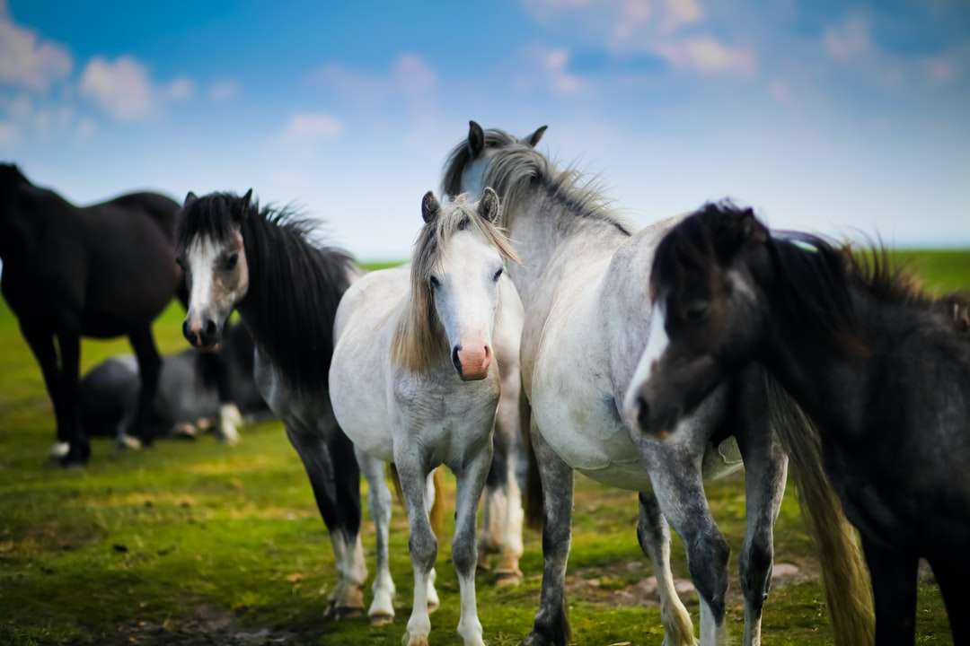 stado koni stojących na trawie puzzle online