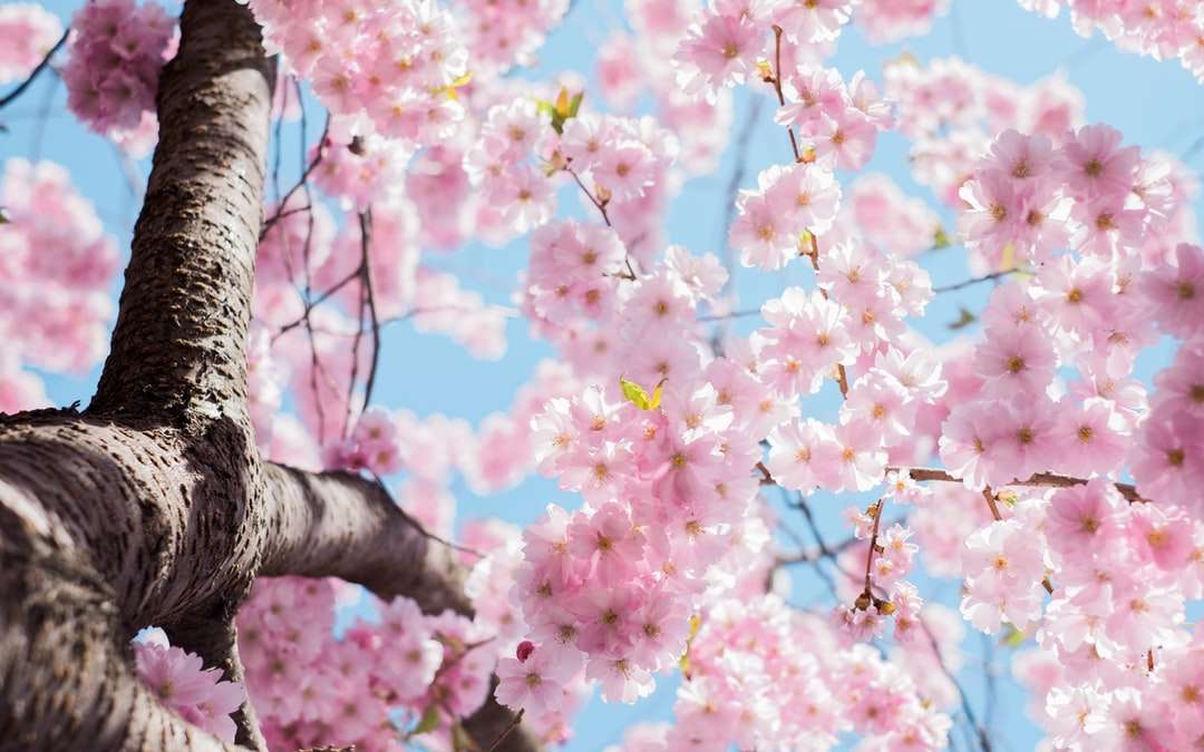 Niskie kątowe zdjęcie wiśniowe kwiaty drzewa puzzle online