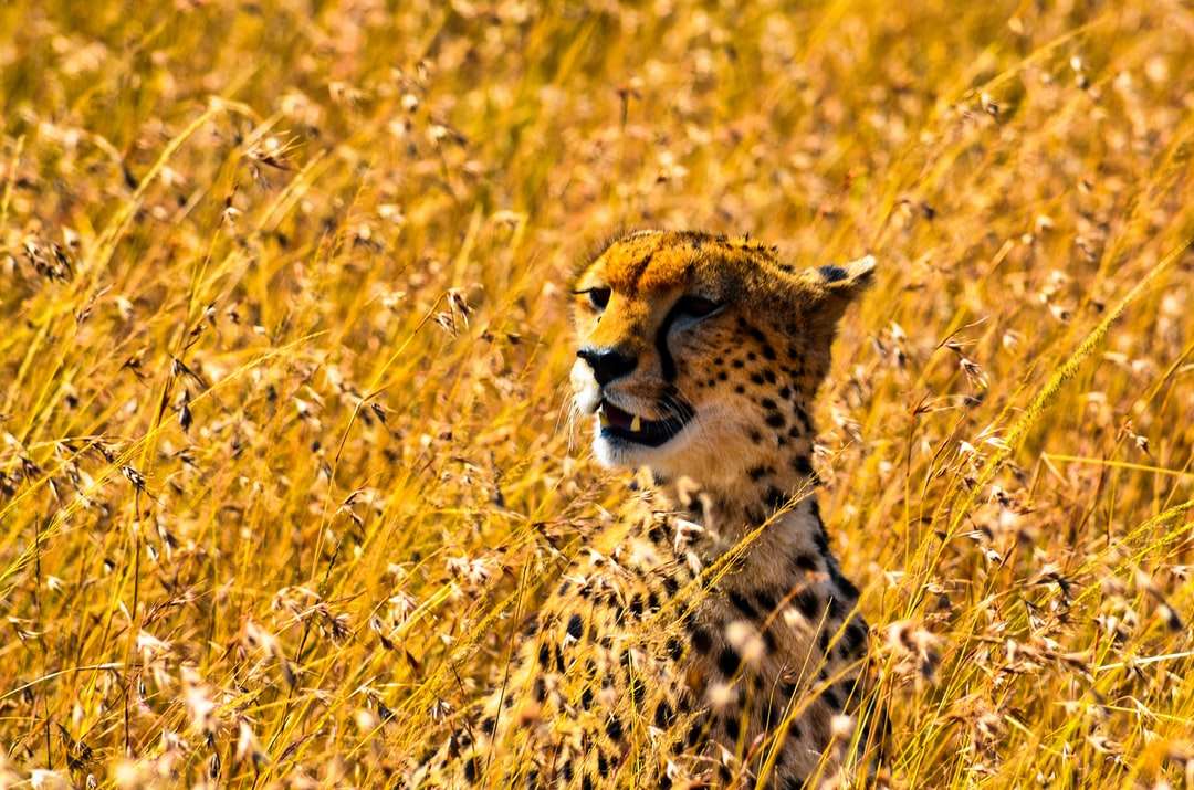 Gepard na żółtym polu trawy w ciągu dnia puzzle online