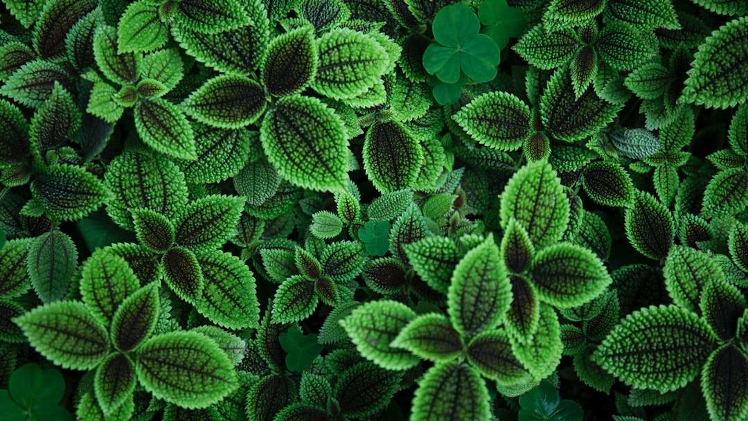 Zamknij się zdjęcie zielonej rośliny puzzle online