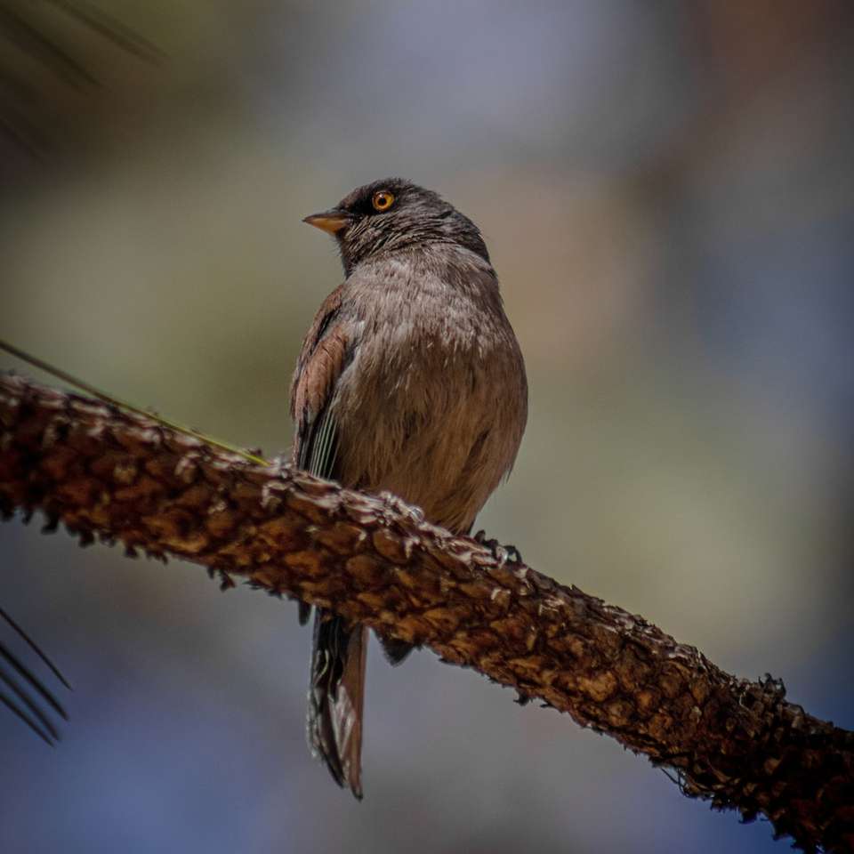 brown bird perched on brown tree branch jigsaw puzzle