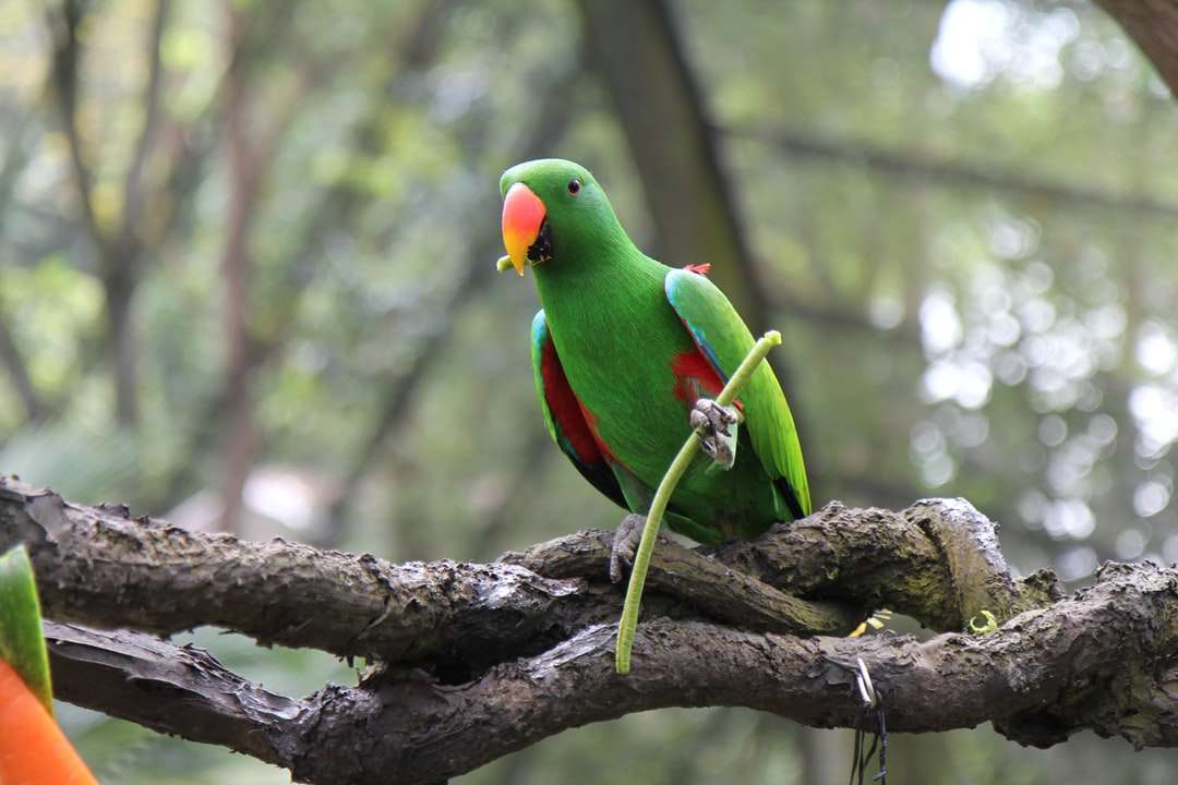 Zielona papuga siedząca na gałęzi drzewa puzzle online