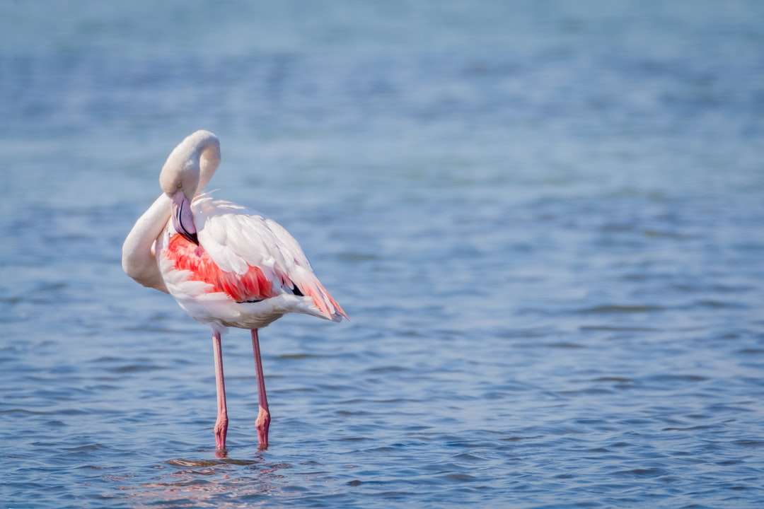 roz flamingo pe corp de apă în timpul zilei puzzle