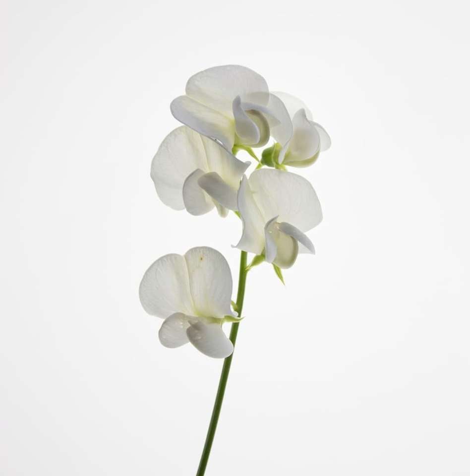 Słodki kwiat grochu puzzle online