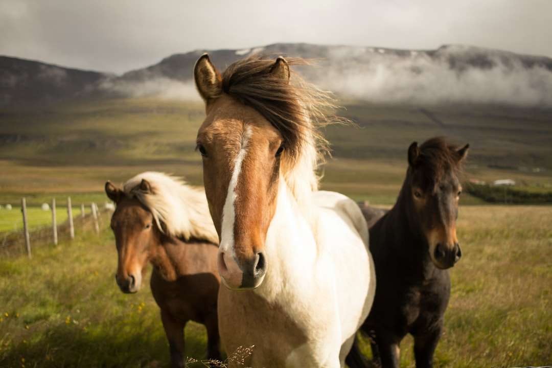 Trzy różne konie ucieka z dala od góry puzzle online