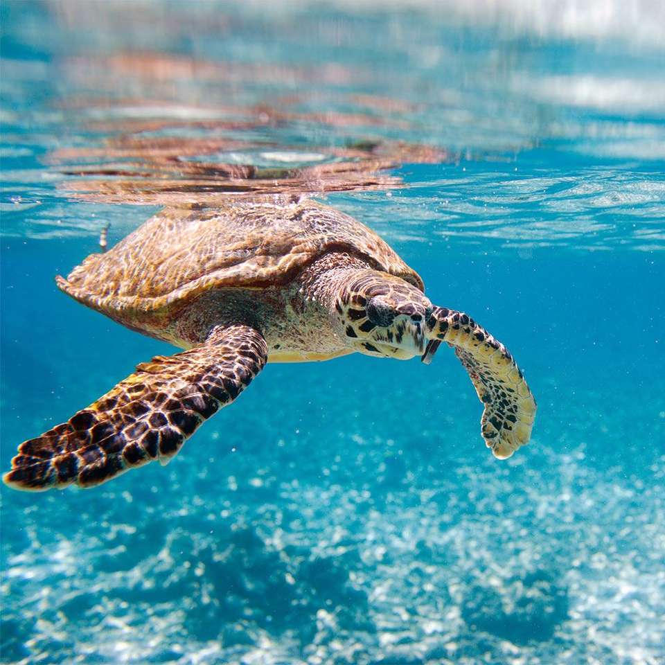 Pływający żółw w Morzu Jońskim puzzle online