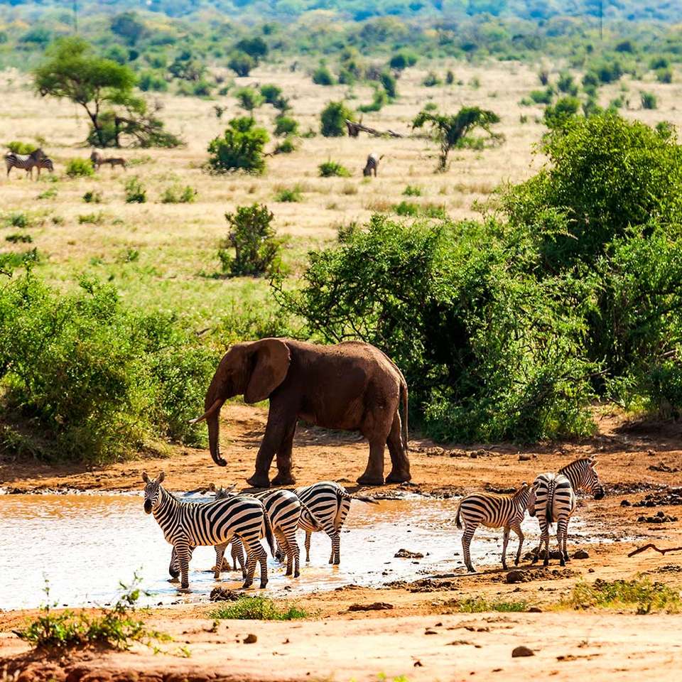 Safari- zwierzęta w Keni puzzle online