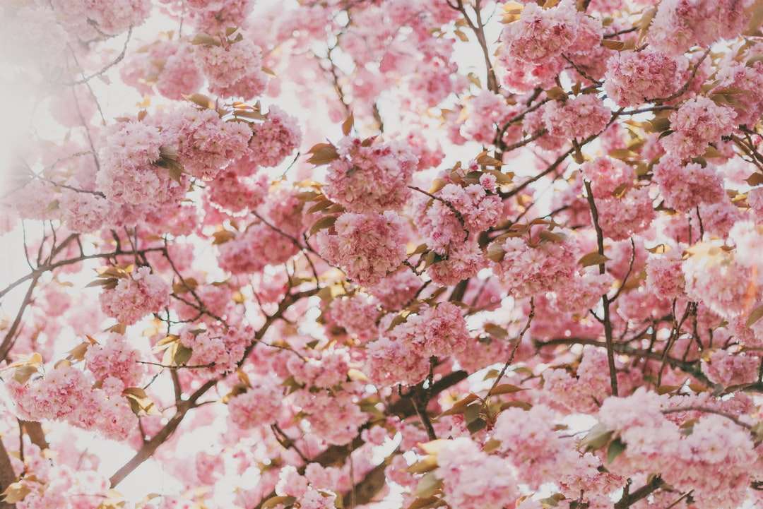 Różowy wiśniowy kwiat drzewo pod słonecznym niebem puzzle online