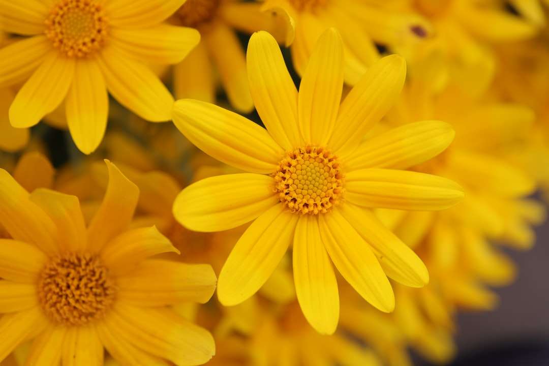 Żółty kwiat w makro strzale puzzle online