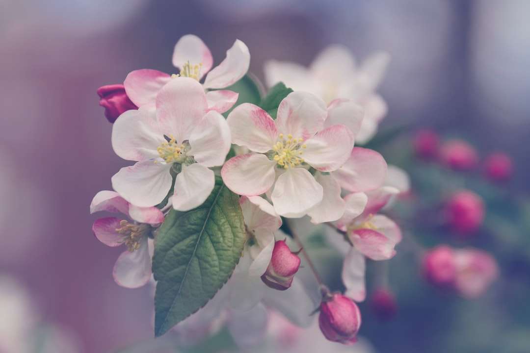 Zbliżenie fotografia biały i różowy płatek kwiatu puzzle online
