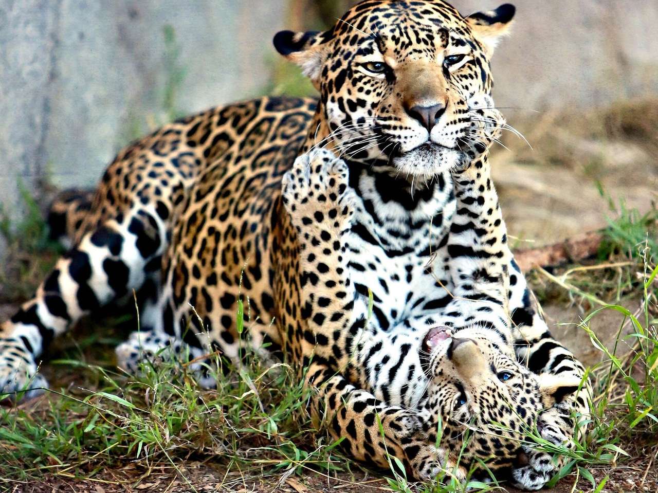 Bawiące się jaguary puzzle online