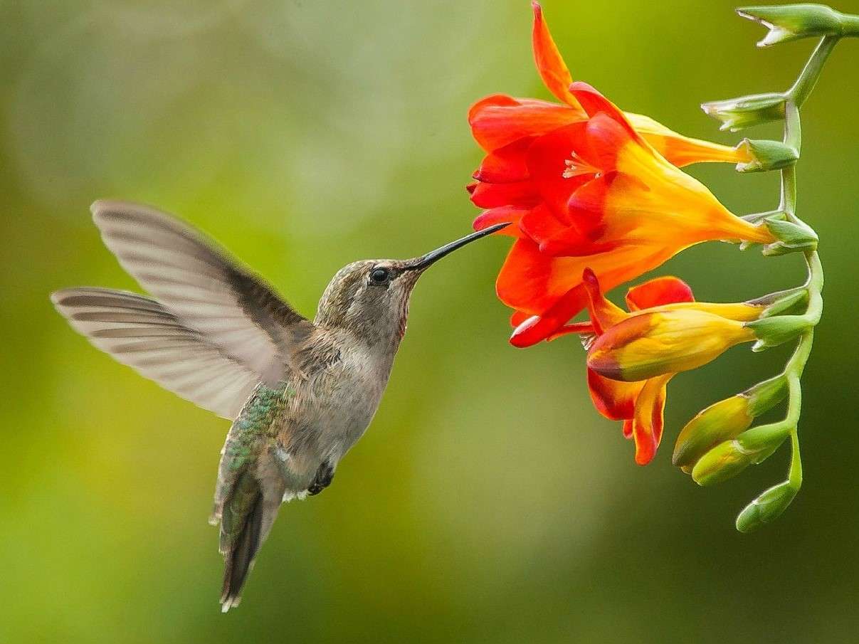 Koliber i kwiat frezji puzzle online