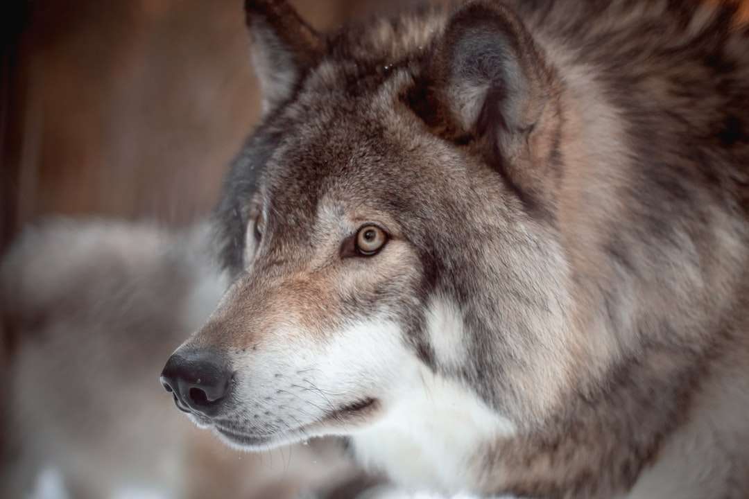 Brązowy i biały wilk w soczewce przesunięcia Tilt puzzle online