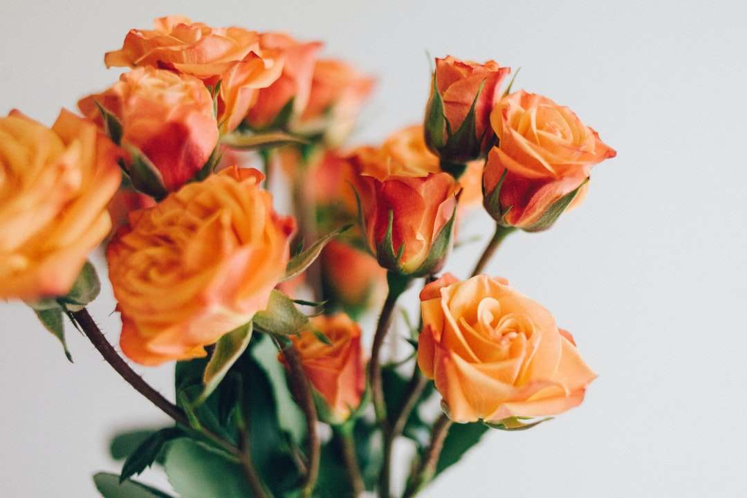 Zamknij się zdjęcie róż pomarańczowych puzzle online