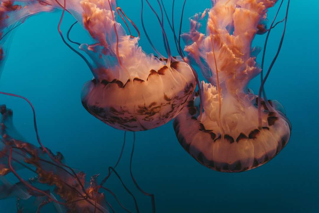 Podwodna fotografia Jellyfishes puzzle online