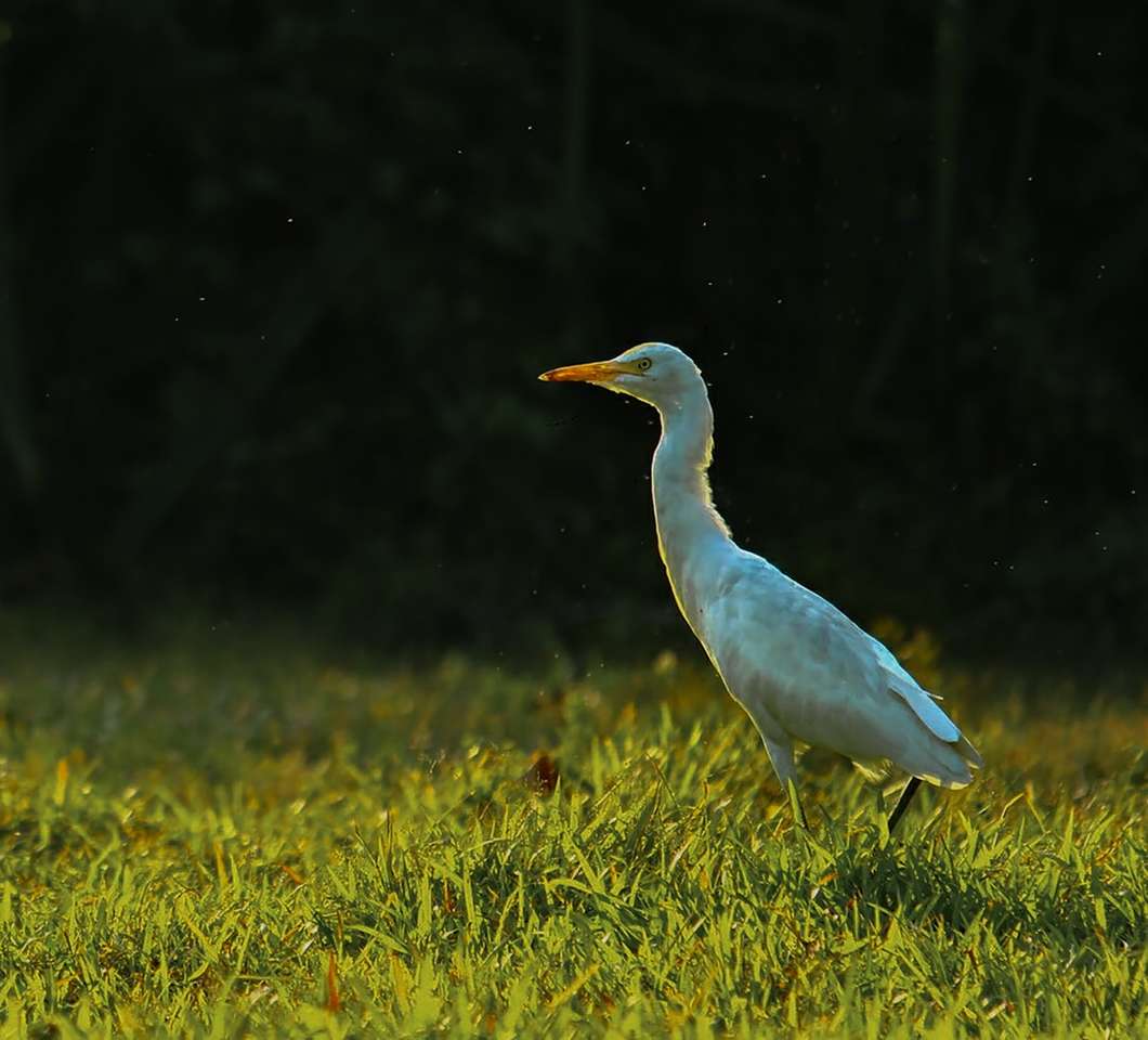 Biały ptak na zielonej trawie w ciągu dnia puzzle online