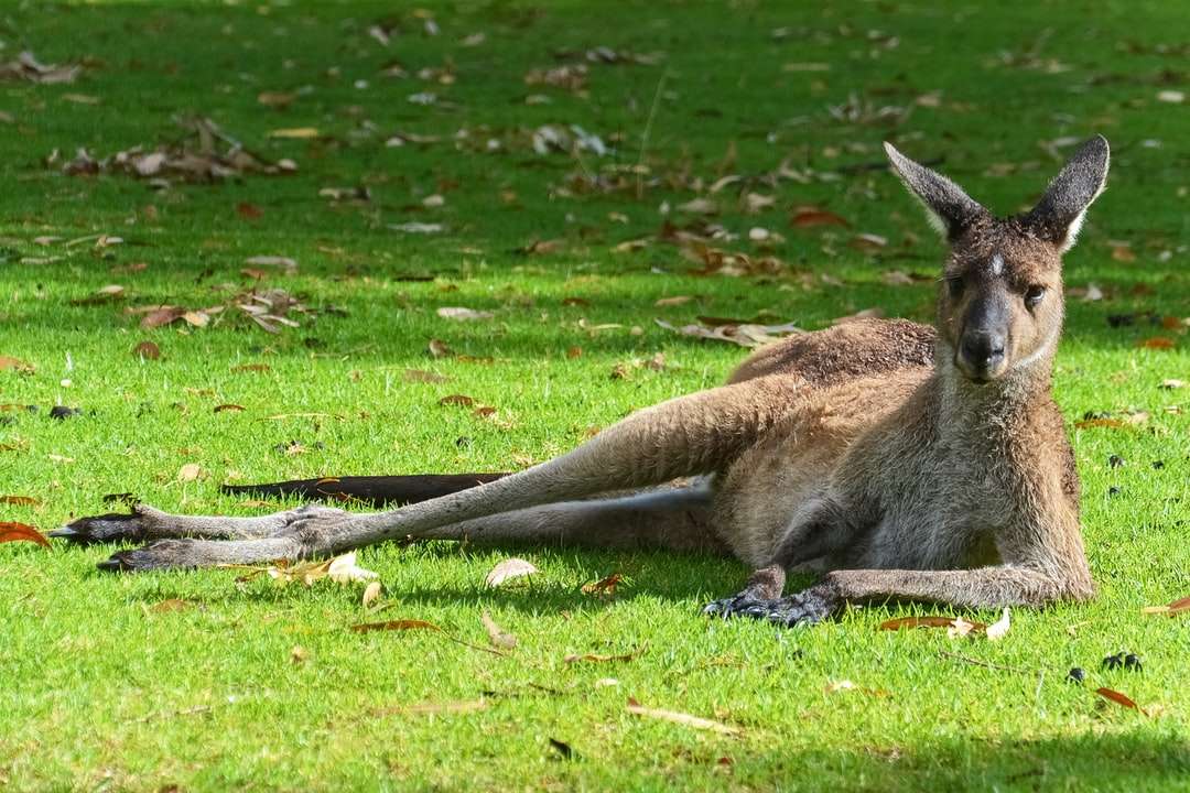 Brown kangur leży na zielonej trawie pole w ciągu dnia puzzle online