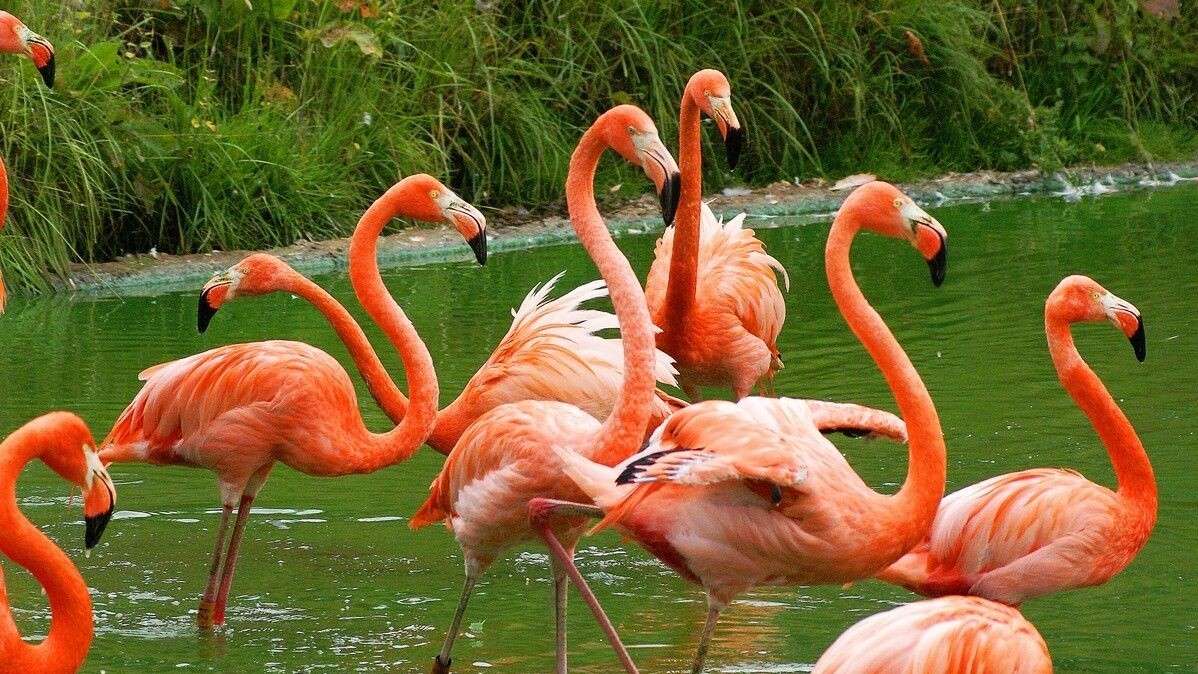 Flamingi karmazynowe puzzle online