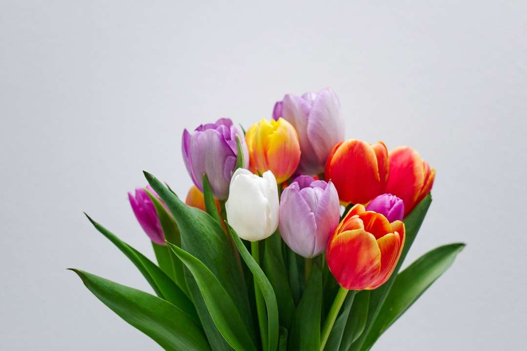 Różowe białe i czerwone tulipany puzzle online