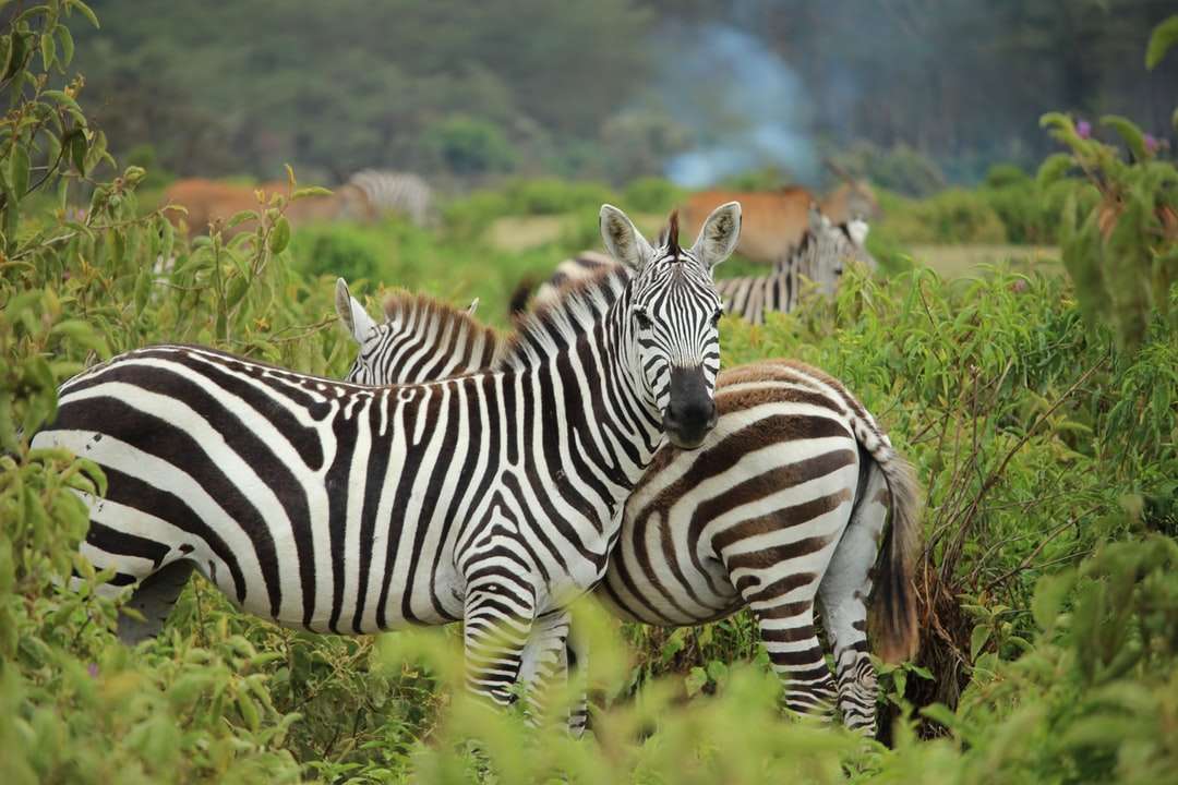 Zebra na zielonej farmie puzzle online