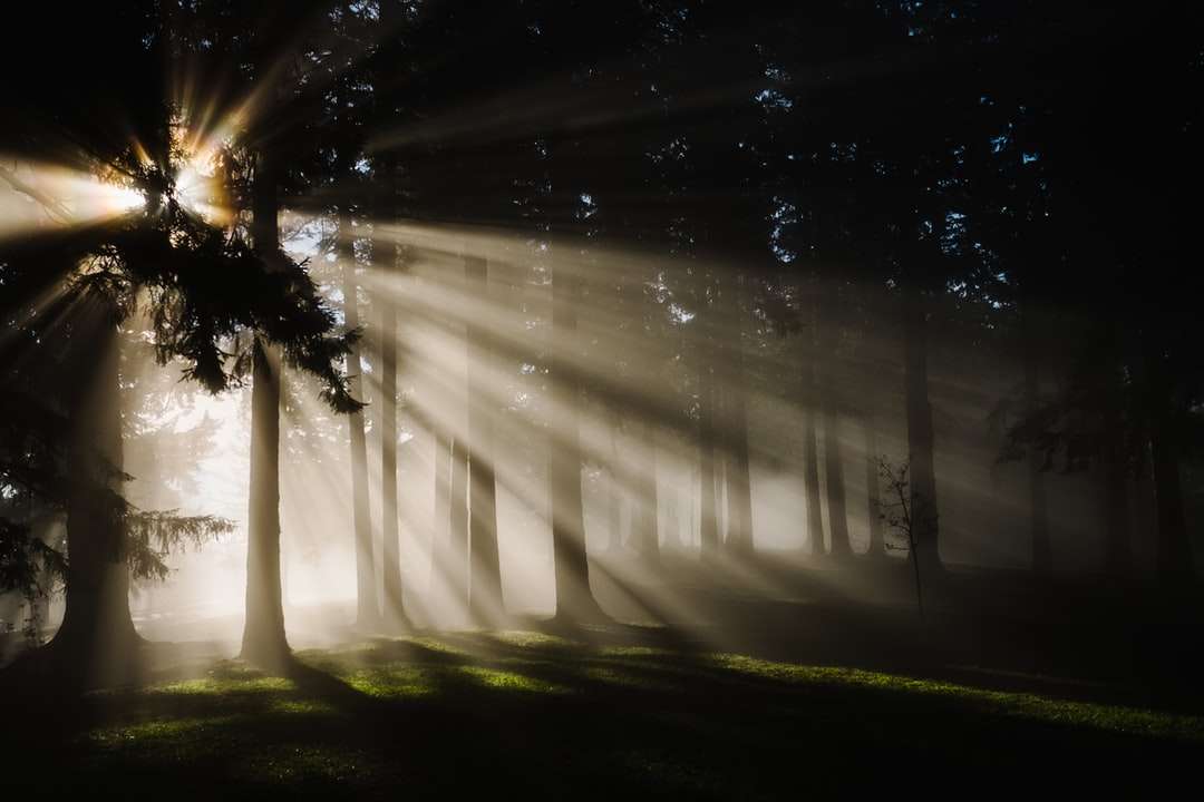 promienie słońca przez sylwetkę drzew puzzle online
