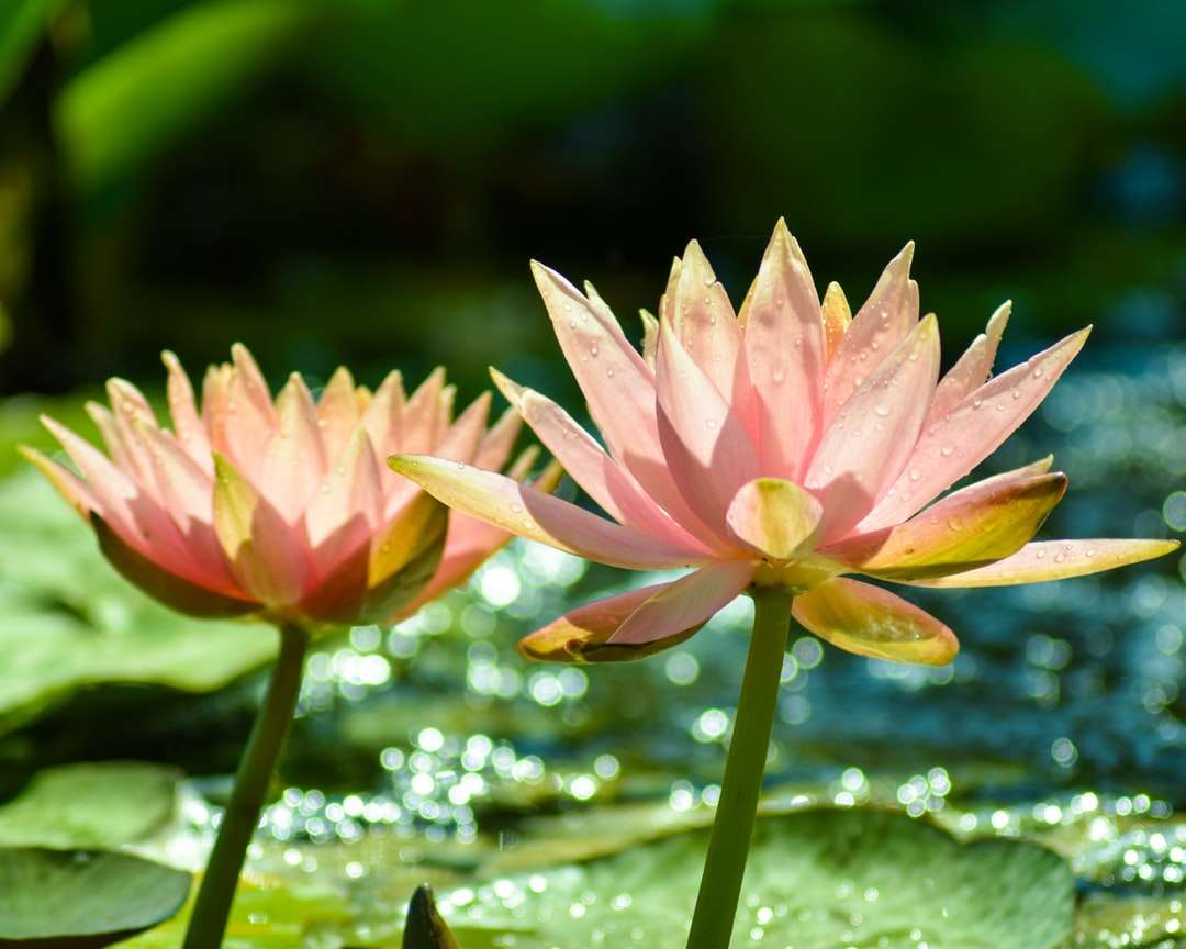 Różowy kwiat lotosu w rozkwicie w ciągu dnia puzzle online