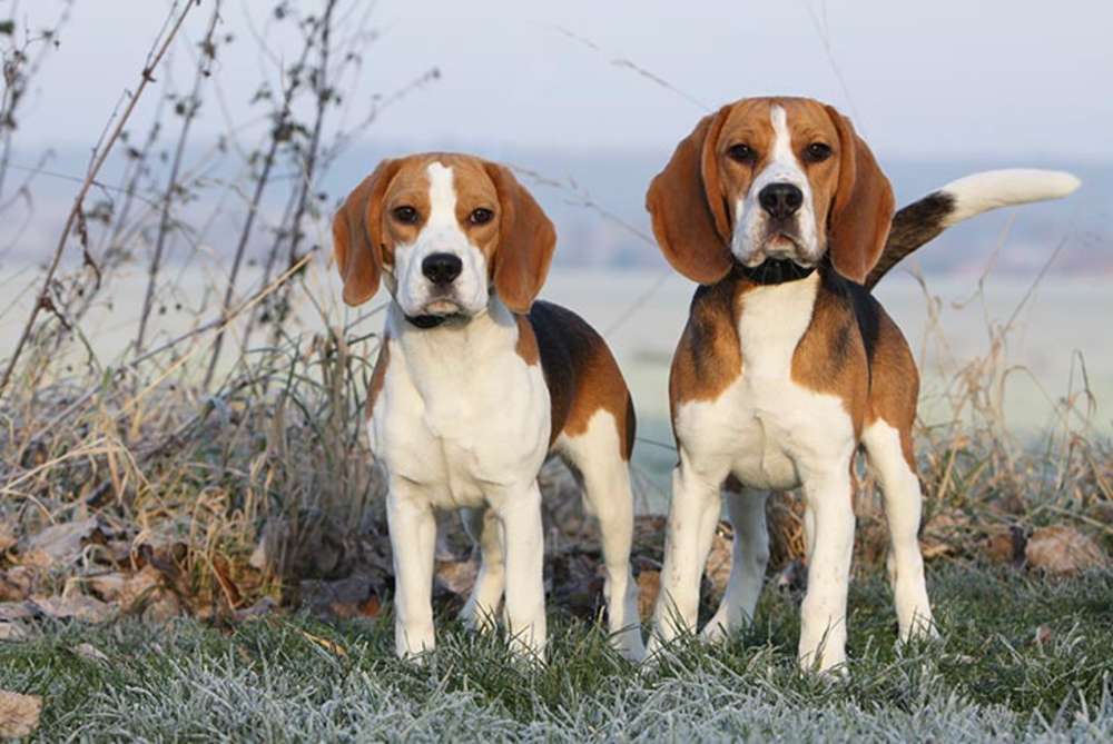 Dwa psy Beagle puzzle online