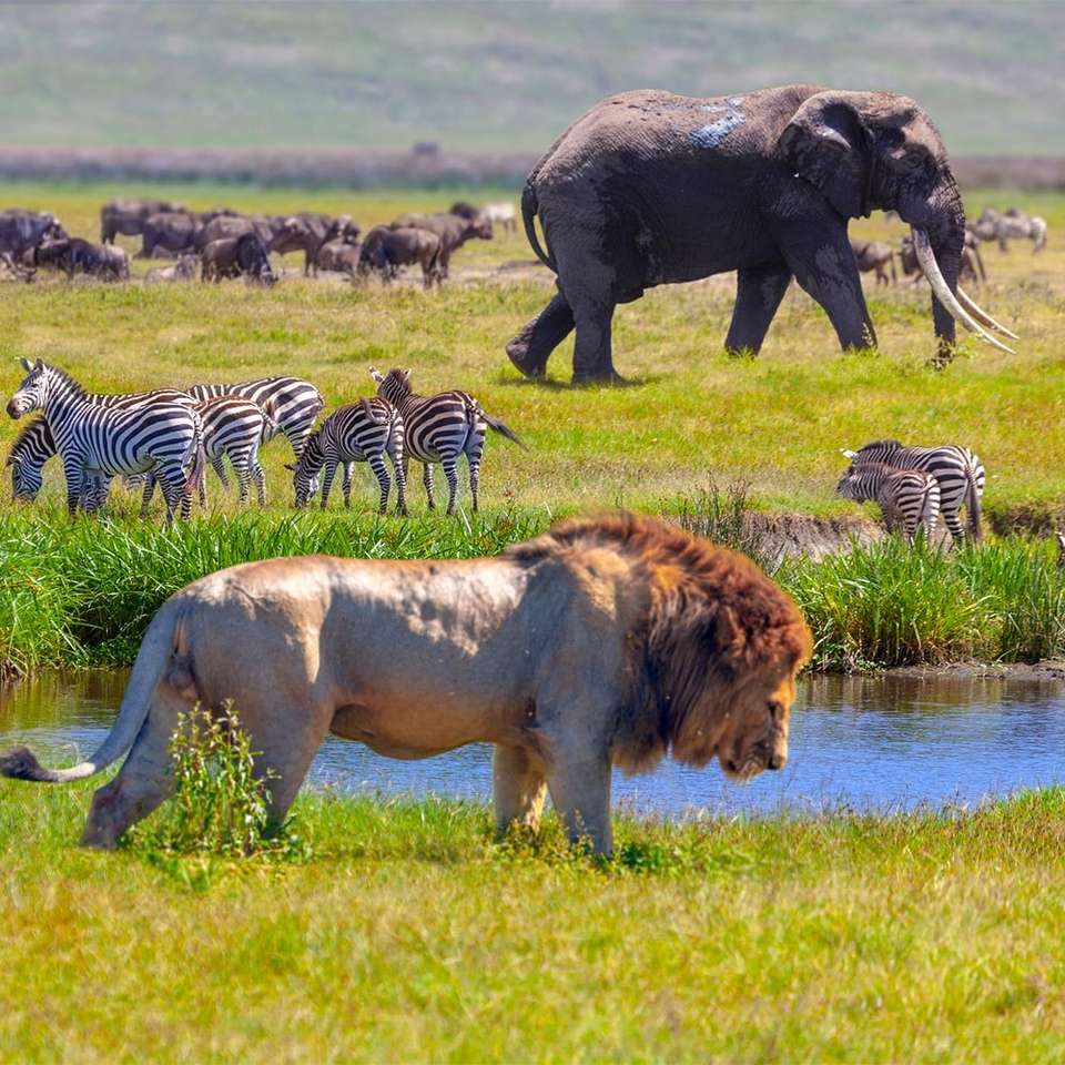 Safari-  zwierzęta w Keni puzzle online