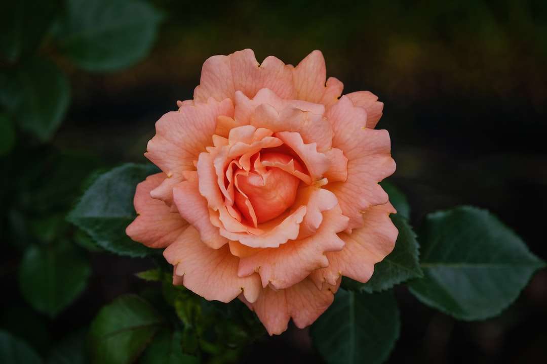 Pomarańczowa róża puzzle online