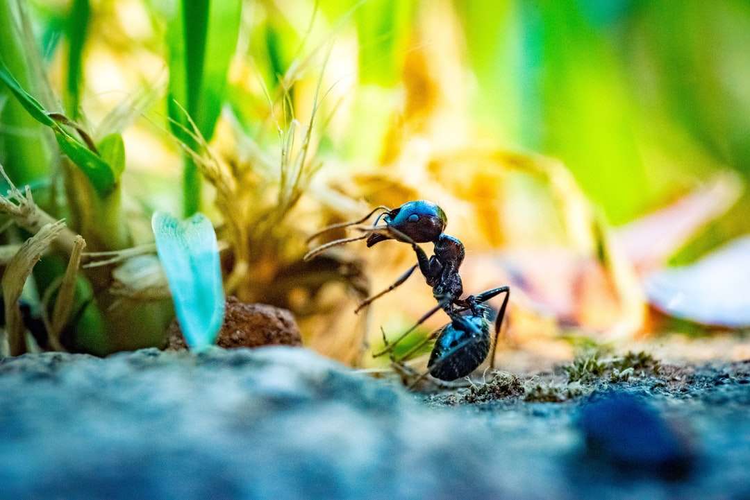 Zamknij się zdjęcie czarnej mrówki przed rośliną puzzle online