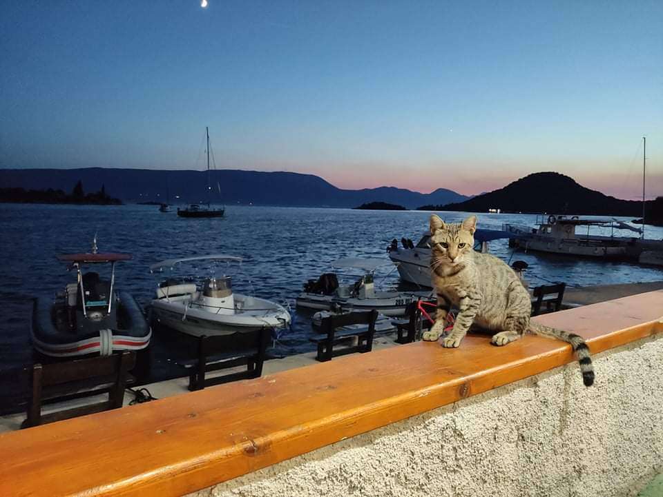 Pan Kot w Chorwacji puzzle online