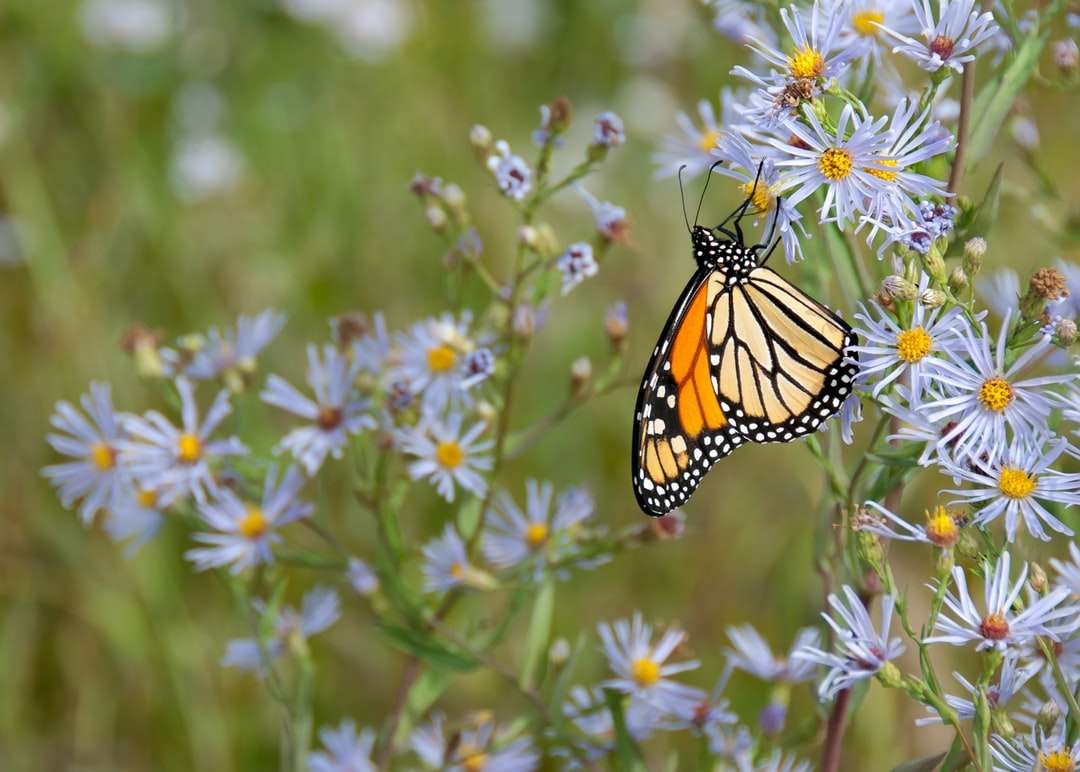 Żółty motyl bije na białym kwiacie puzzle online