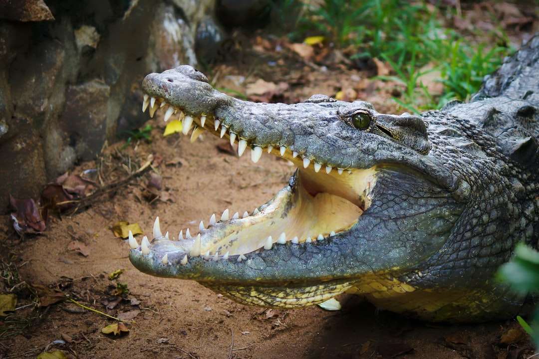 Płytkie fokus zdjęcie szarego aligatora puzzle online