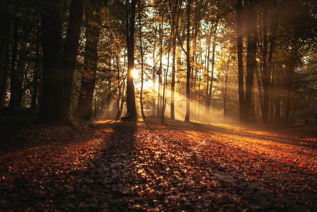 Las przed światłem słonecznym w ciągu dnia puzzle online