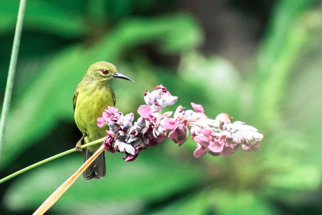 Zielony ptak obok różowego kwiatu puzzle online